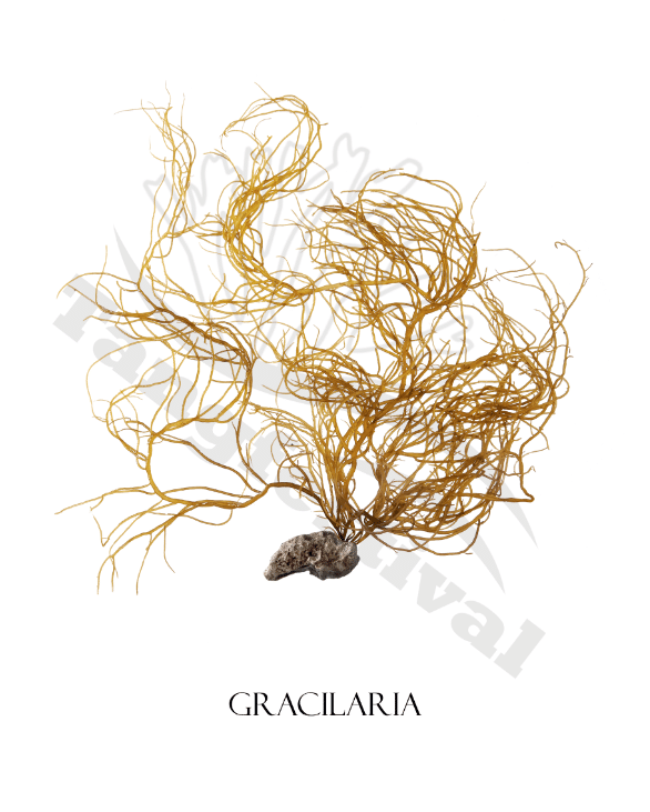 Plakat af gracilaria
