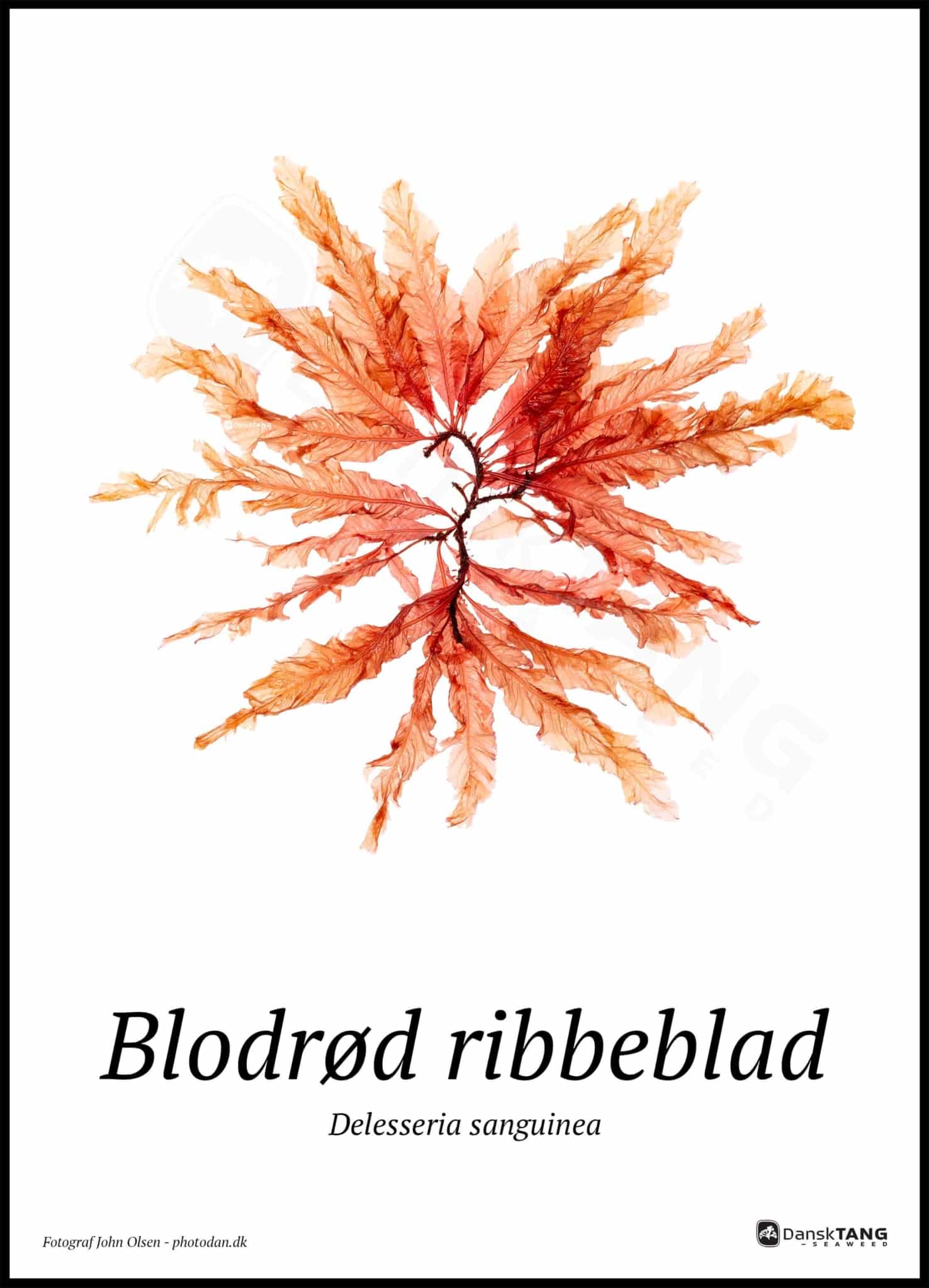 Billede af Blodrød ribbeblad plakat
