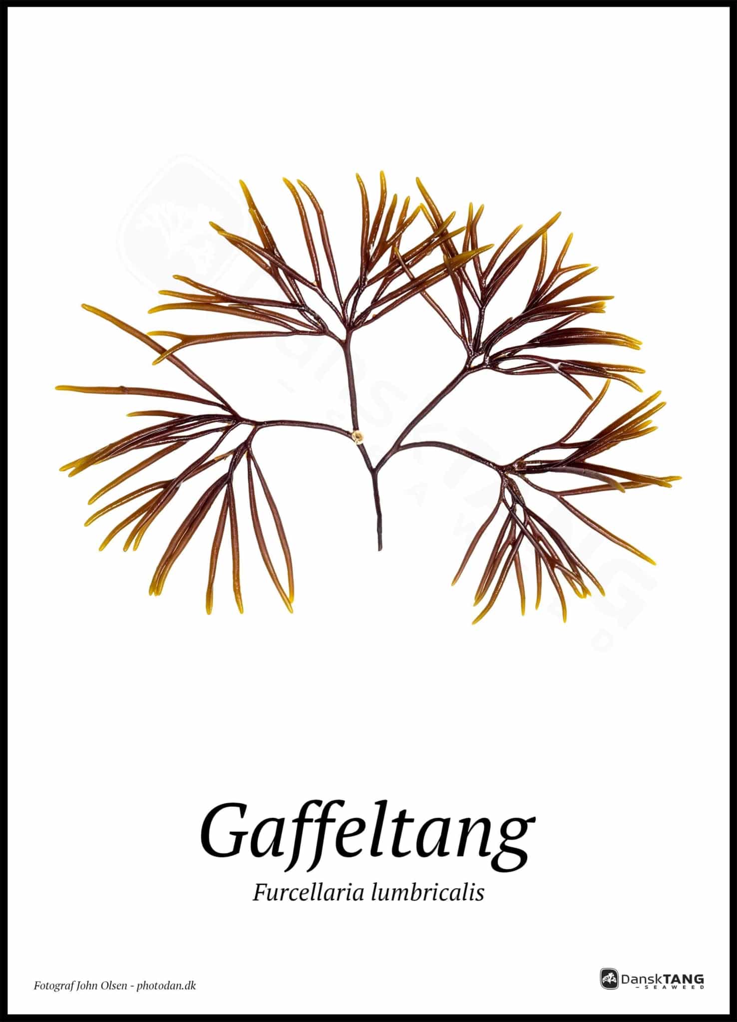 Gaffeltang plakat