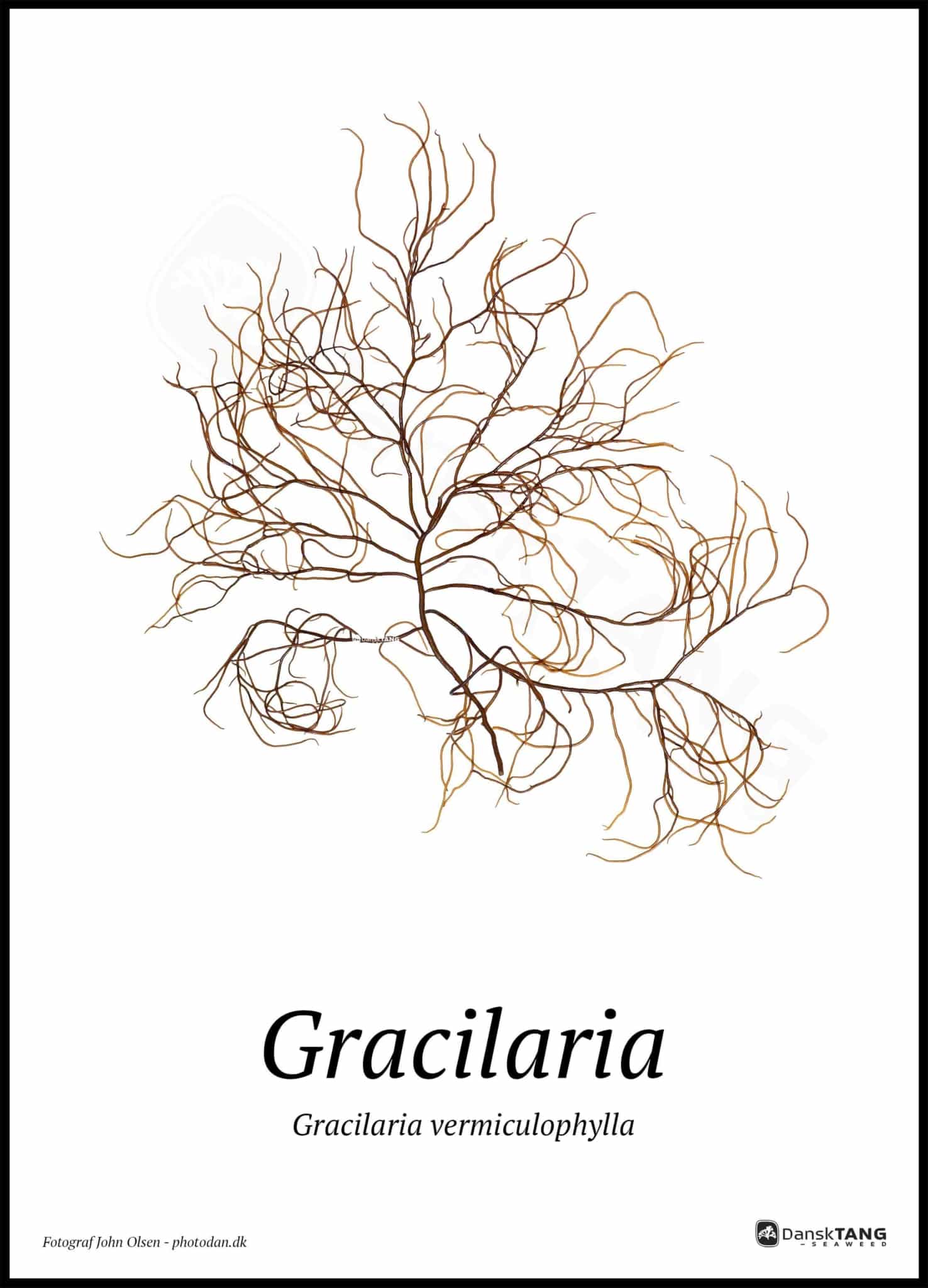 Billede af Gracilaria plakat