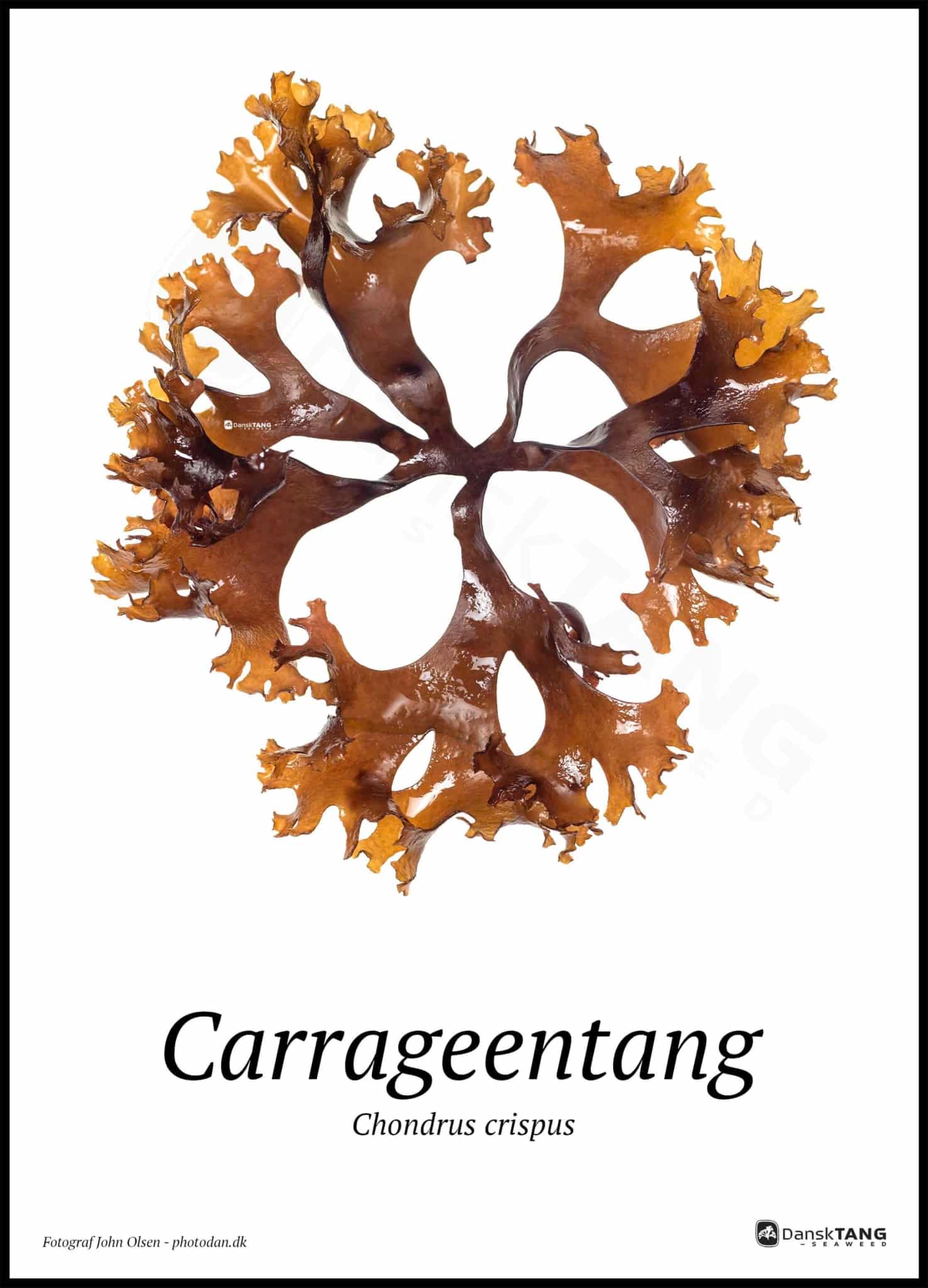 Carrageentang plakat