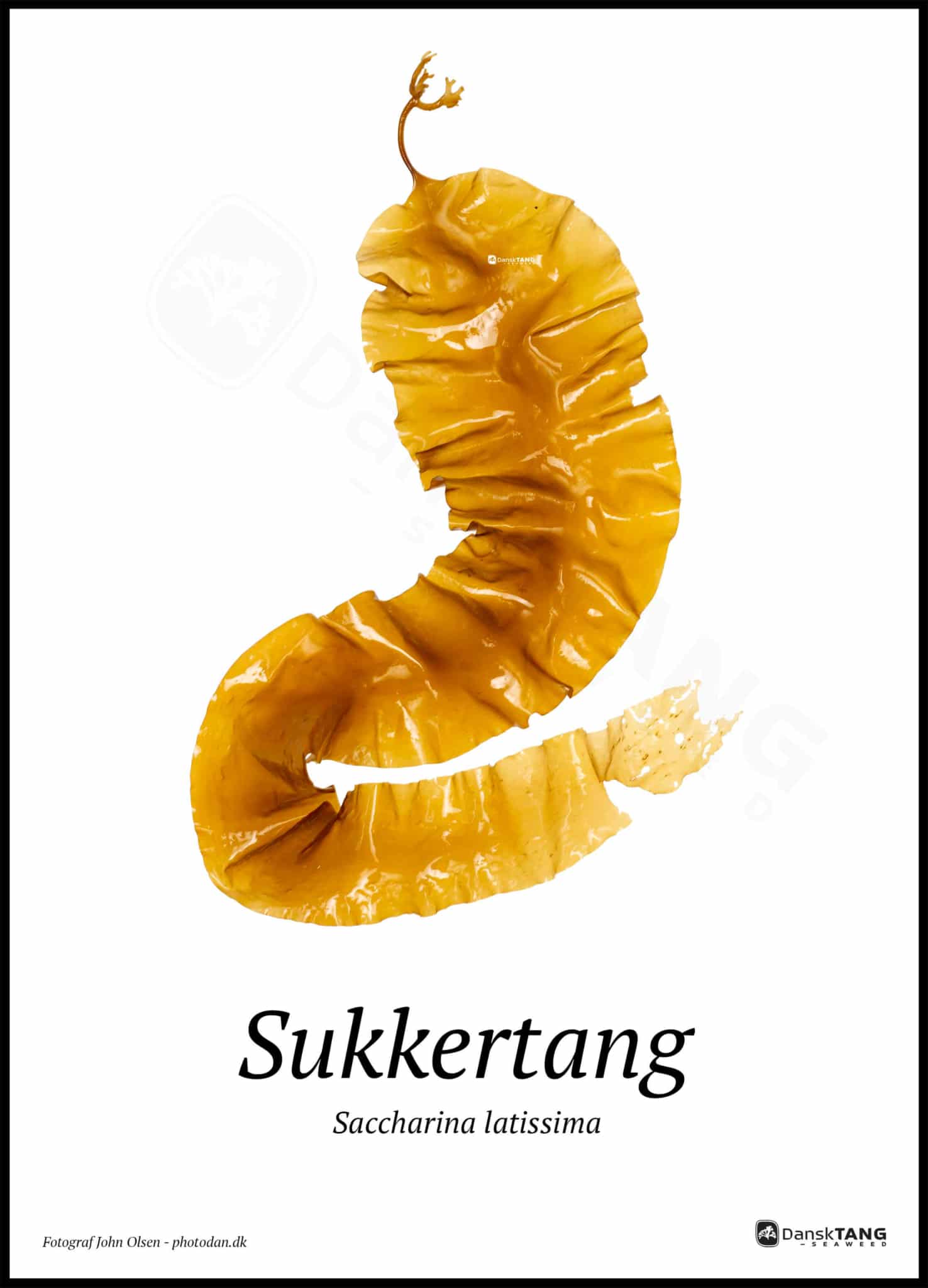 Sukkertang plakat