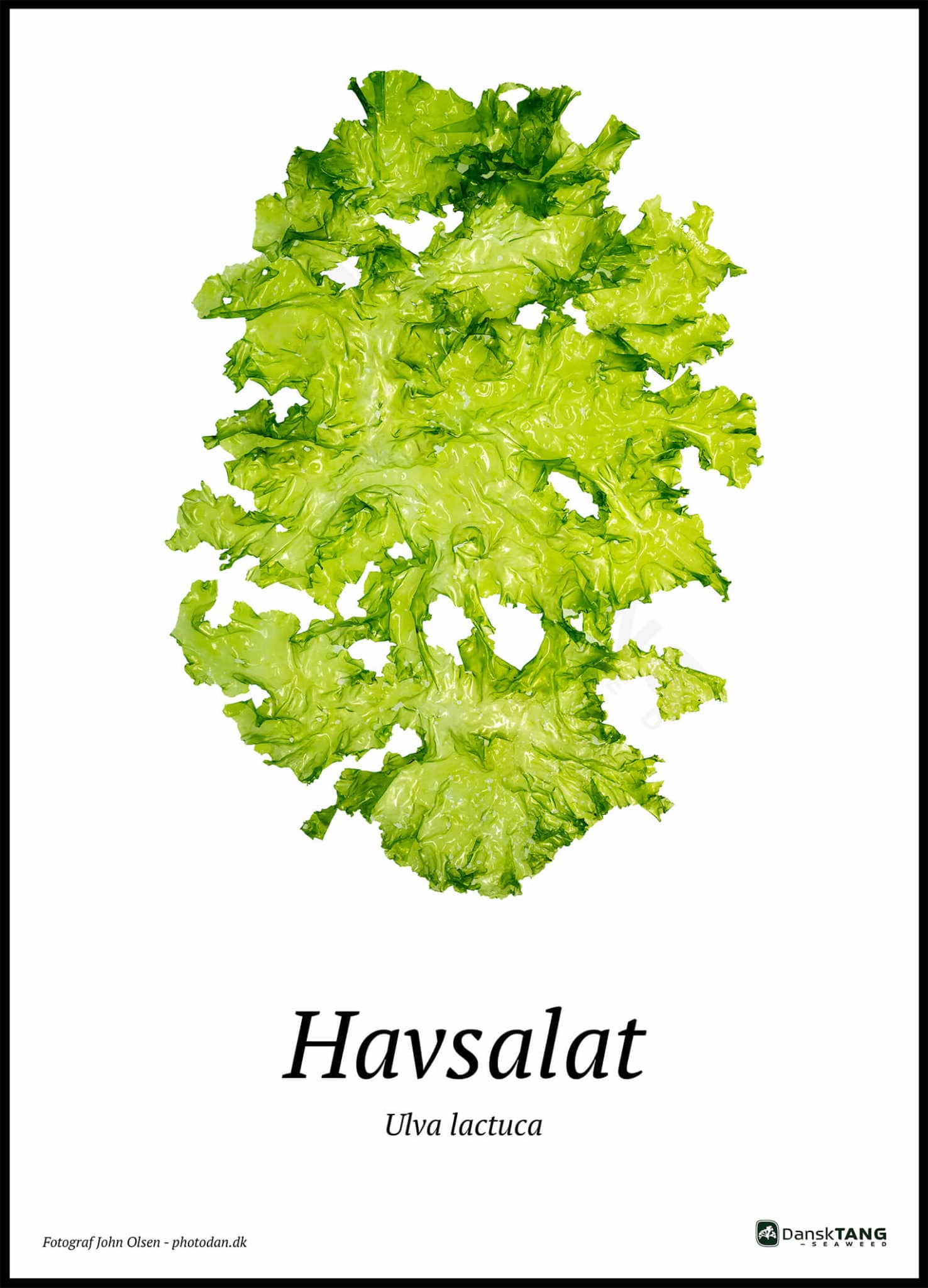 Billede af Havsalat plakat