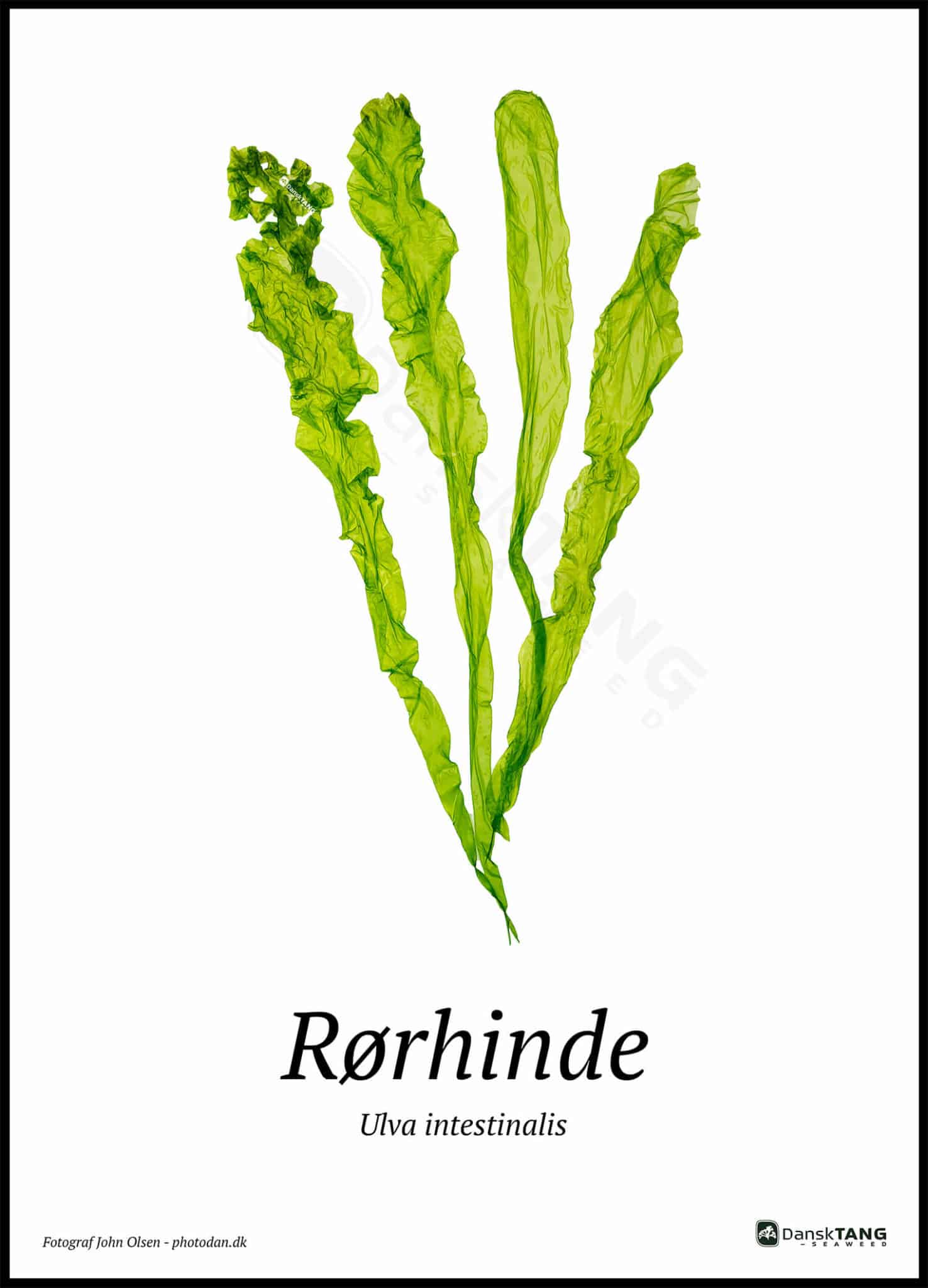 Rørhinde plakat